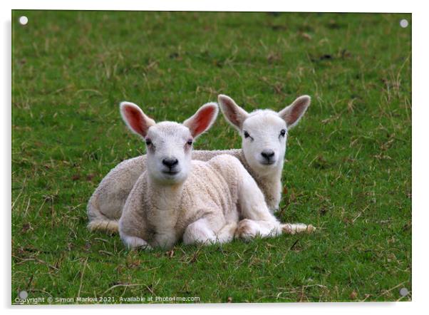 A pair of spring Lambs in a field Acrylic by Simon Marlow