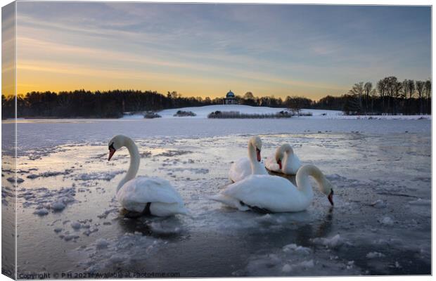 Frozen Swan Lake Canvas Print by P H