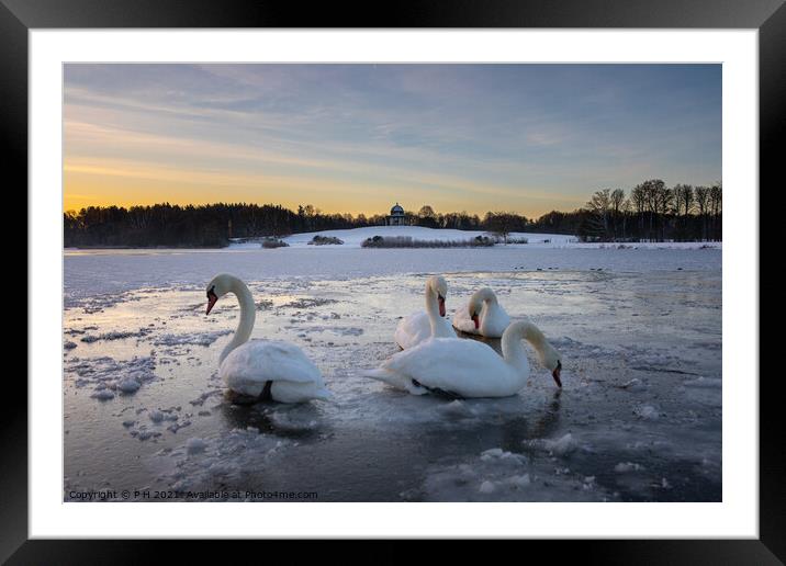 Frozen Swan Lake Framed Mounted Print by P H