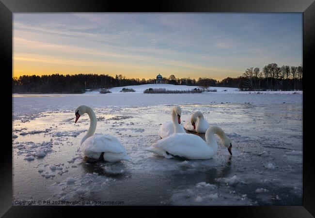 Frozen Swan Lake Framed Print by P H
