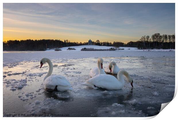 Frozen Swan Lake Print by P H