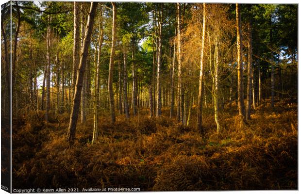 Evening golden light in woodland Canvas Print by Kevin Allen