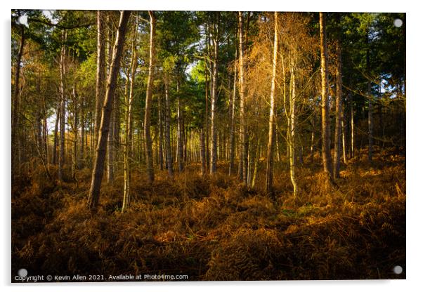 Evening golden light in woodland Acrylic by Kevin Allen