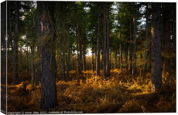 Woodland sunlight  Canvas Print by Kevin Allen