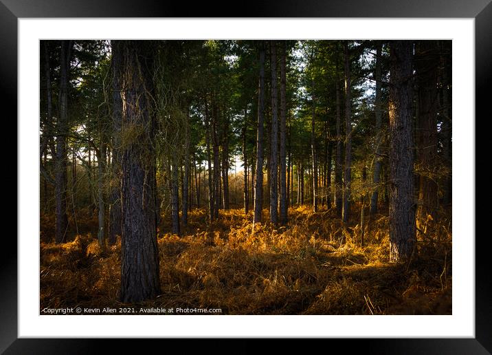 Woodland sunlight  Framed Mounted Print by Kevin Allen
