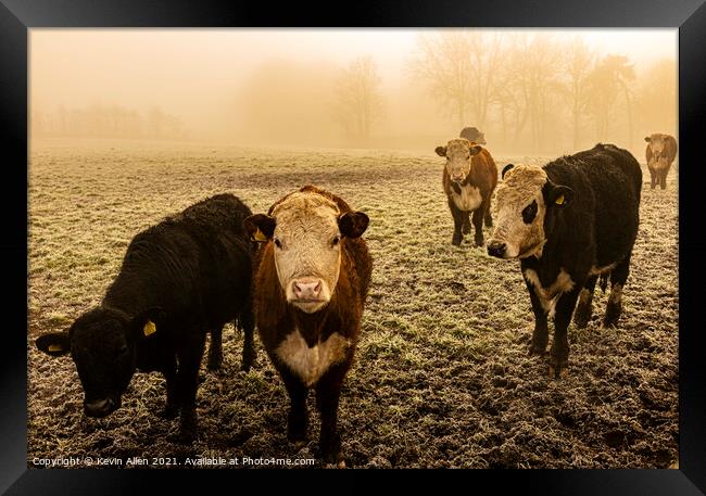 Cattle in the mist Framed Print by Kevin Allen