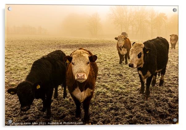 Cattle in the mist Acrylic by Kevin Allen