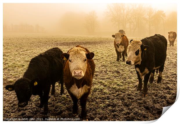 Cattle in the mist Print by Kevin Allen