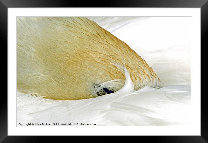 Mute Swan Fast Asleep by Cosmeston Lakes Framed Mounted Print by Nick Jenkins
