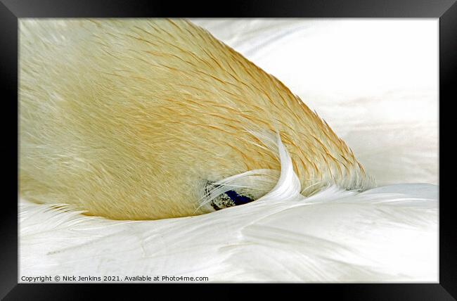 Mute Swan Fast Asleep by Cosmeston Lakes Framed Print by Nick Jenkins