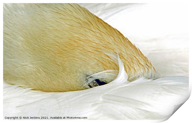 Mute Swan Fast Asleep by Cosmeston Lakes Print by Nick Jenkins