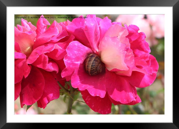 Pink rose with a snail in a garden Framed Mounted Print by aurélie le moigne