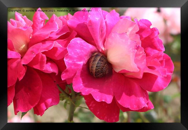 Pink rose with a snail in a garden Framed Print by aurélie le moigne