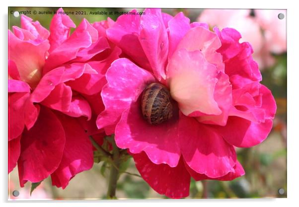 Pink rose with a snail in a garden Acrylic by aurélie le moigne