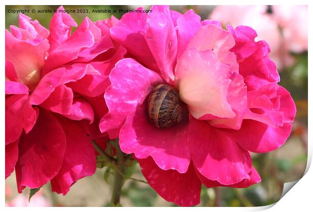 Pink rose with a snail in a garden Print by aurélie le moigne