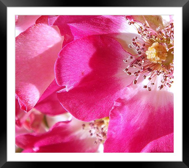 Profusion in Pink Framed Mounted Print by Patti Barrett