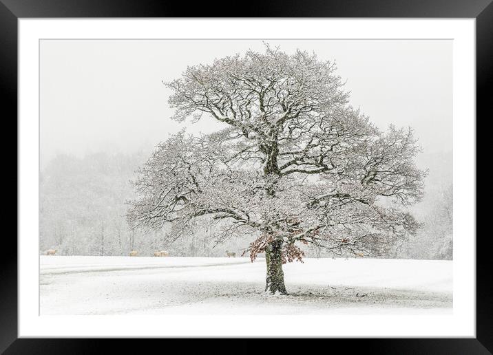 lone tree with Sheep Framed Mounted Print by chris smith