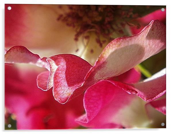 Pink flower petals macro Acrylic by Patti Barrett