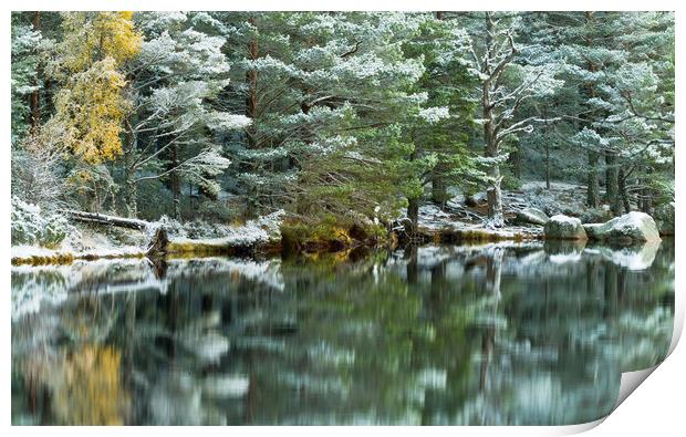 Loch Garten Winter Reflections Print by David Ross