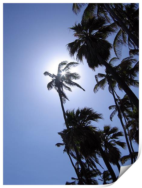 Punaluu Beach, Hawaii, Palm Trees Print by Jay Huckins