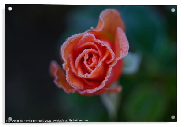 Frozen Rose Acrylic by Haydn Emmett