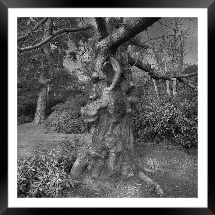 666 The Number of the Beast _ Devil Tree Framed Mounted Print by Dave Williams