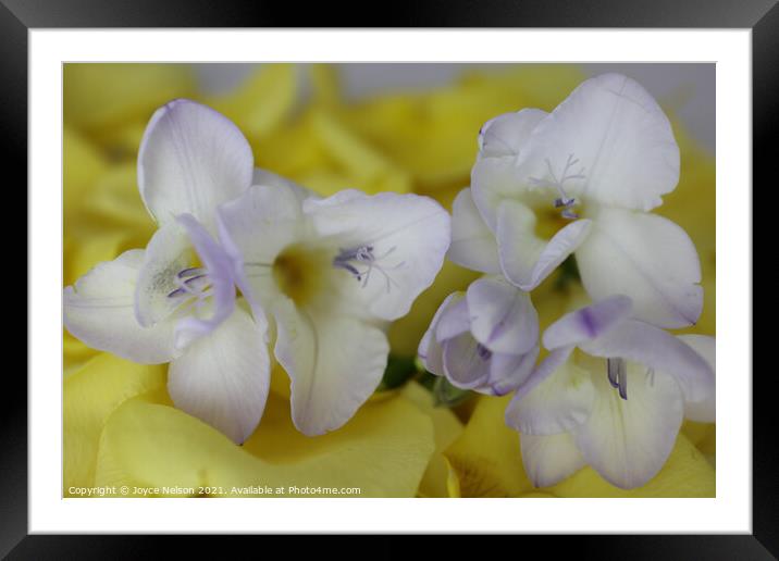 Spring flowers Framed Mounted Print by Joyce Nelson
