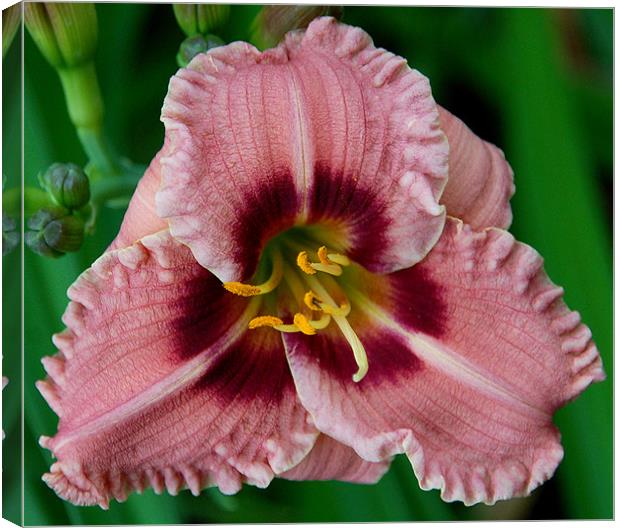 Ruffled Lily Canvas Print by Kathleen Stephens