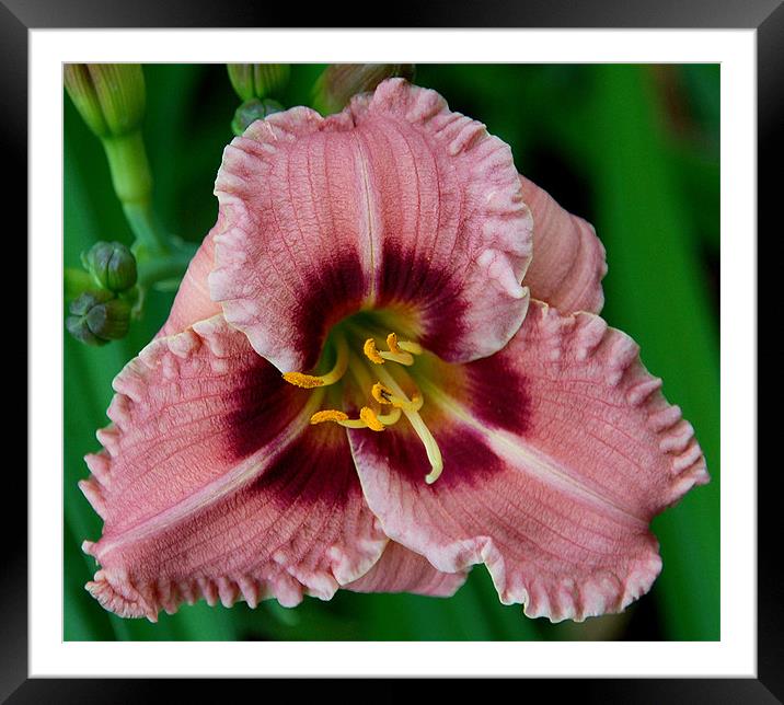 Ruffled Lily Framed Mounted Print by Kathleen Stephens