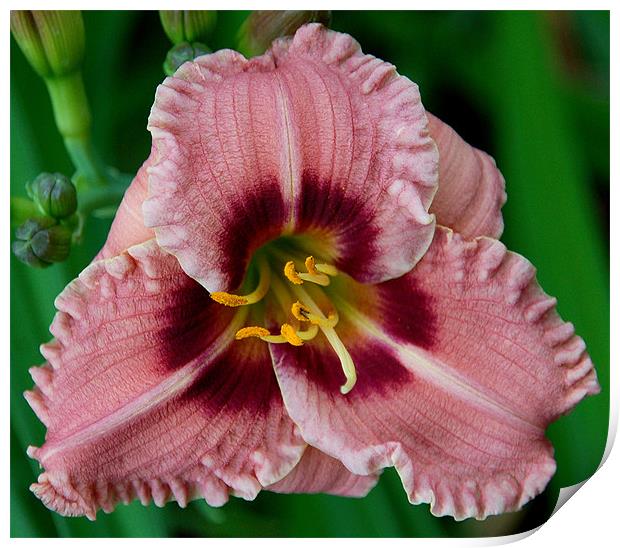 Ruffled Lily Print by Kathleen Stephens