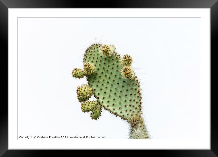 Prickly Pear Framed Mounted Print by Graham Prentice
