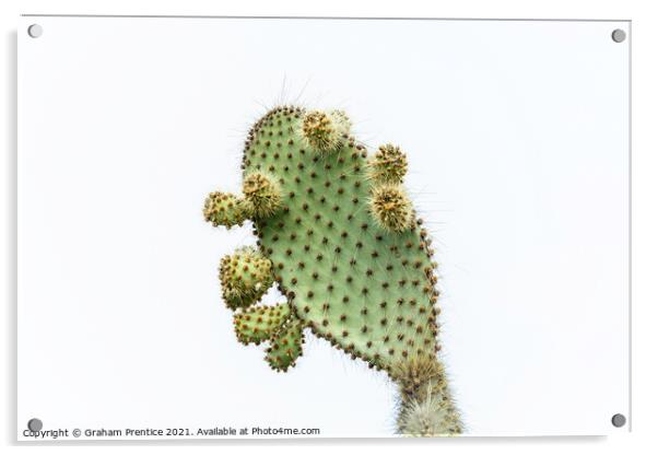 Prickly Pear Acrylic by Graham Prentice