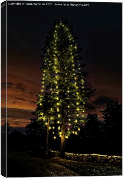 Illuminated Christmas Tree at Twilight Canvas Print by Taina Sohlman