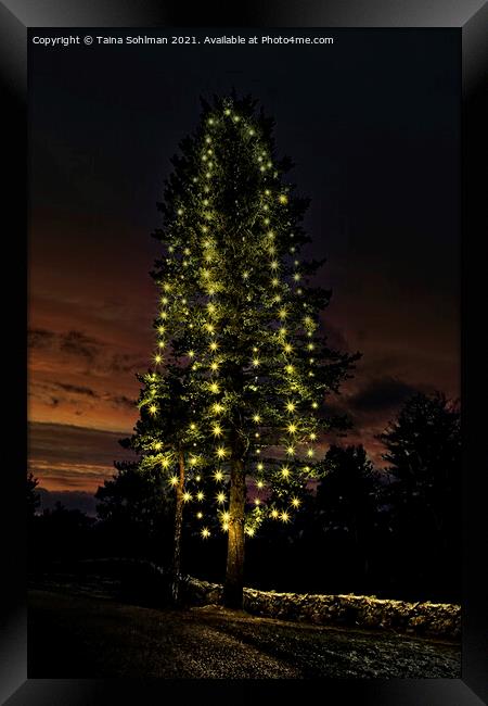 Illuminated Christmas Tree at Twilight Framed Print by Taina Sohlman