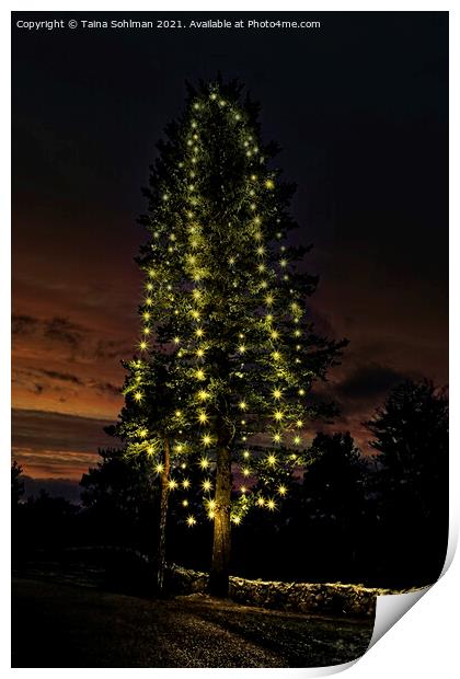 Illuminated Christmas Tree at Twilight Print by Taina Sohlman
