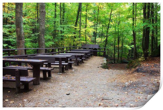 Picnic and Rest Tables and Benches in Forest Print by Artur Bogacki