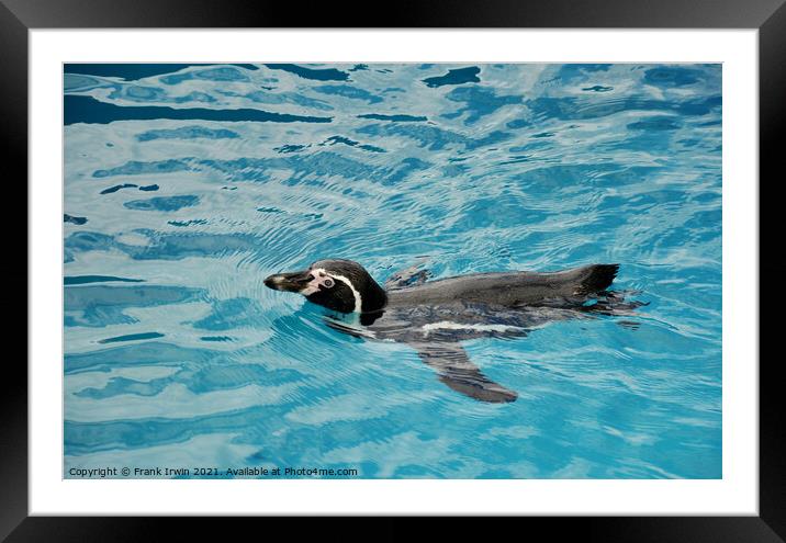 The Humboldt swimming freely Framed Mounted Print by Frank Irwin