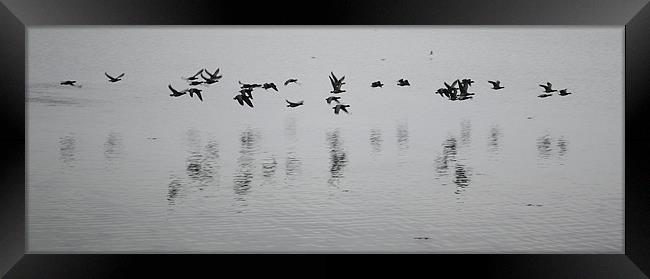 Brent geese Framed Print by richard jones