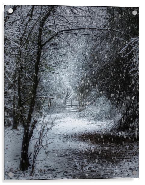 Snow is falling Acrylic by Darren Ball