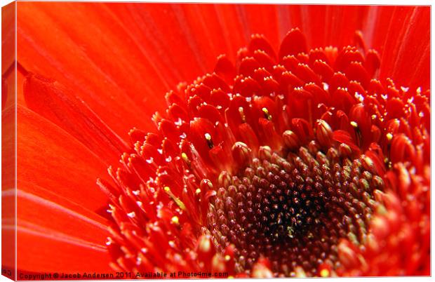 Red Flower Canvas Print by Jacob Andersen