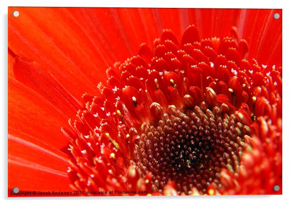 Red Flower Acrylic by Jacob Andersen