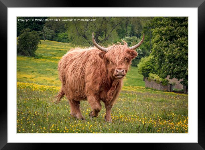 Highland Cow on Minchinhampton Common Framed Mounted Print by Michael Barby