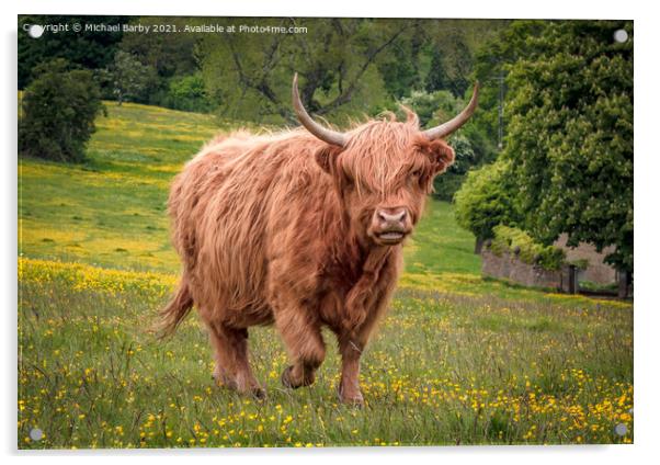Highland Cow on Minchinhampton Common Acrylic by Michael Barby