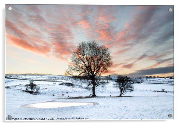 Winter Sunset Acrylic by AMANDA AINSLEY