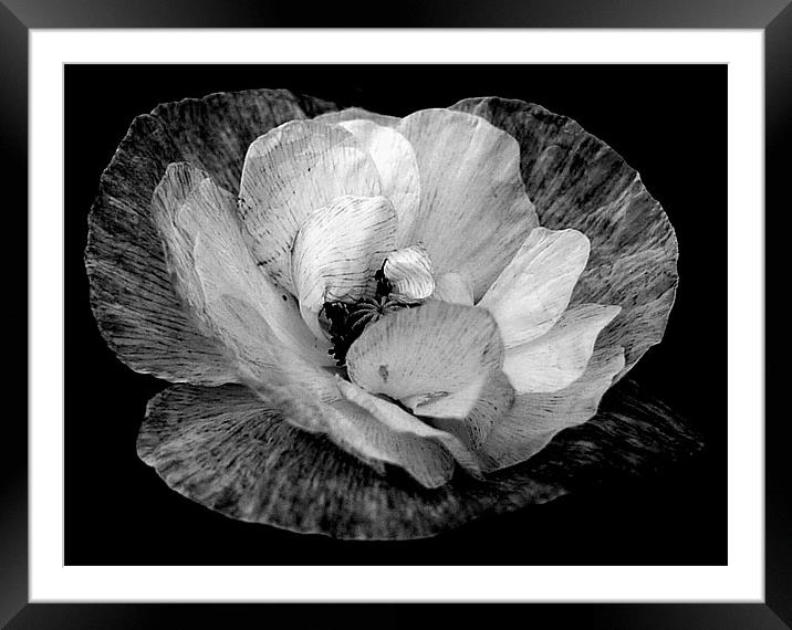 Black And White Poppy Framed Mounted Print by Louise Godwin