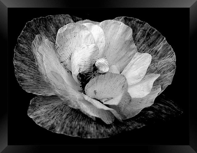 Black And White Poppy Framed Print by Louise Godwin