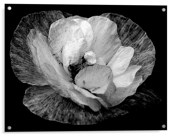 Black And White Poppy Acrylic by Louise Godwin