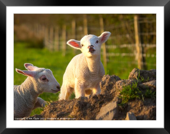 Cute young lamb Framed Mounted Print by Nik Taylor