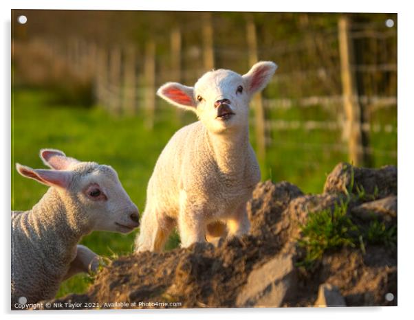 Cute young lamb Acrylic by Nik Taylor