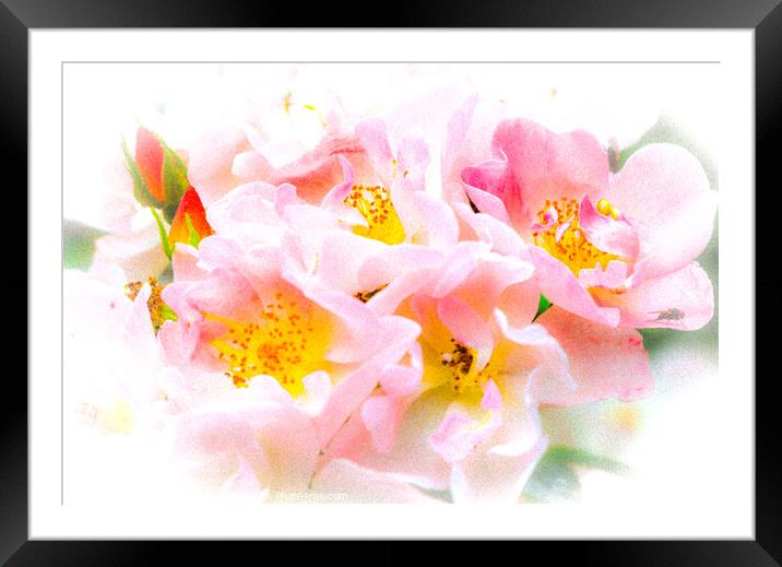  Rose  Flowers Framed Mounted Print by Ian Stone